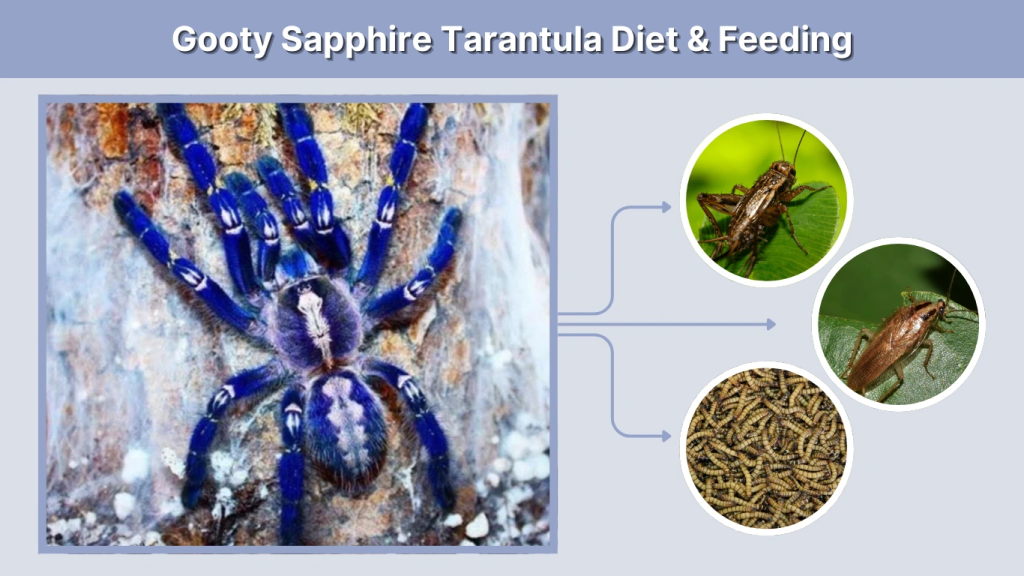 Gooty Sapphire Tarantula Diet & Feeding