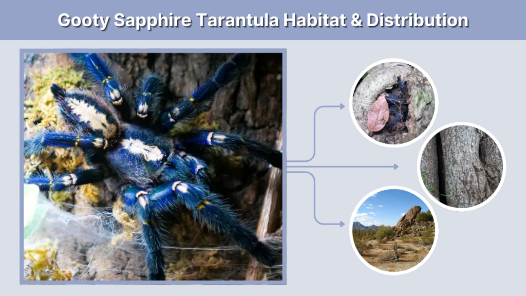 Gooty Sapphire Tarantula Habitat & Distribution