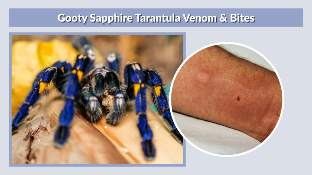 Gooty Sapphire Tarantula Venom & Bites