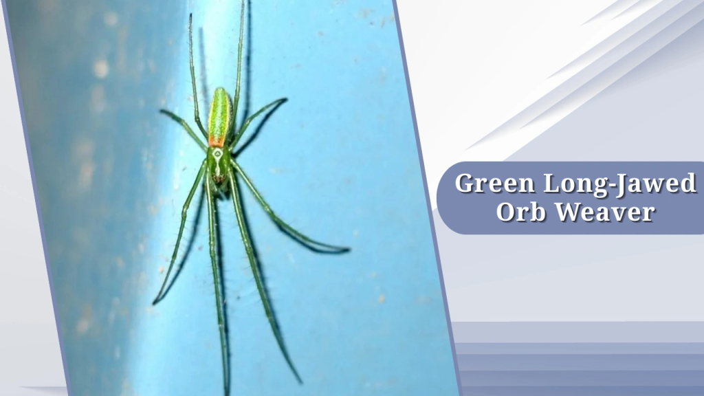 Green Long-Jawed Orb Weaver