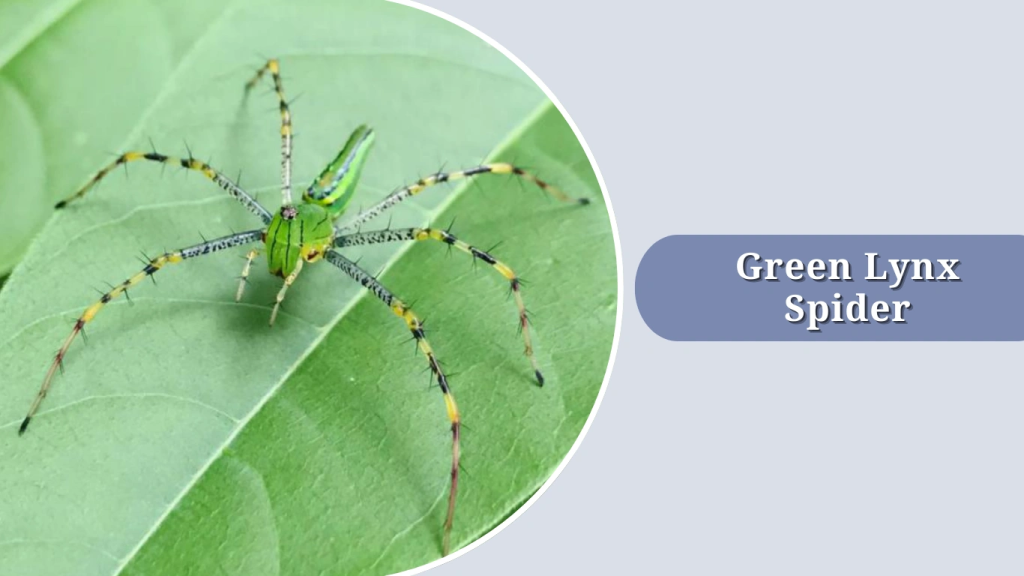 Green Lynx Spider