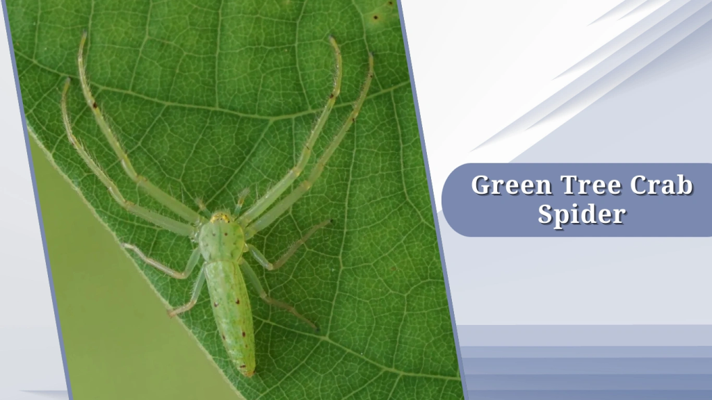 Green Tree Crab Spider