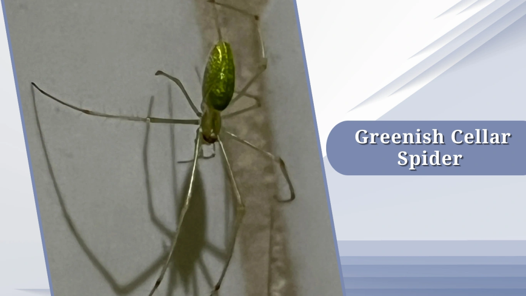  Greenish Cellar Spider