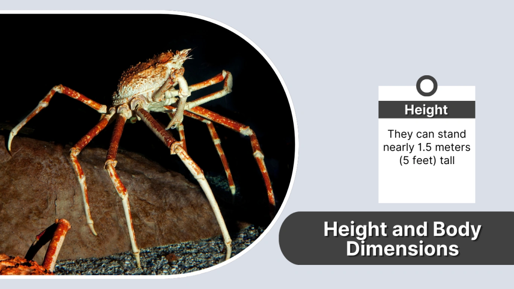 Height and Body Dimensions