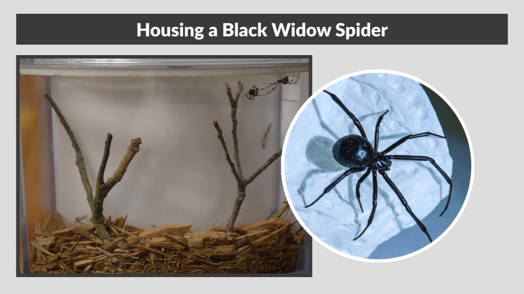 Housing a Black Widow Spider