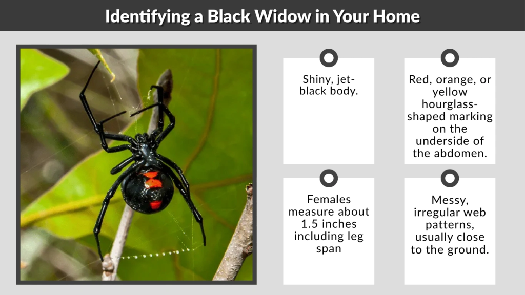 Identifying a Black Widow in Your Home