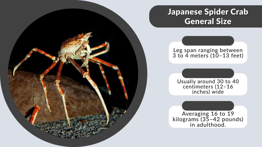 Japanese Spider Crab General Size