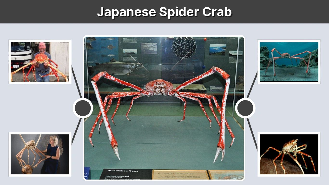 Japanese Spider Crab Size and Comparison Guide