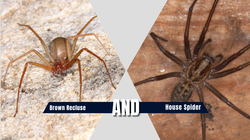 Key Differences Between Brown Recluse and House Spider
