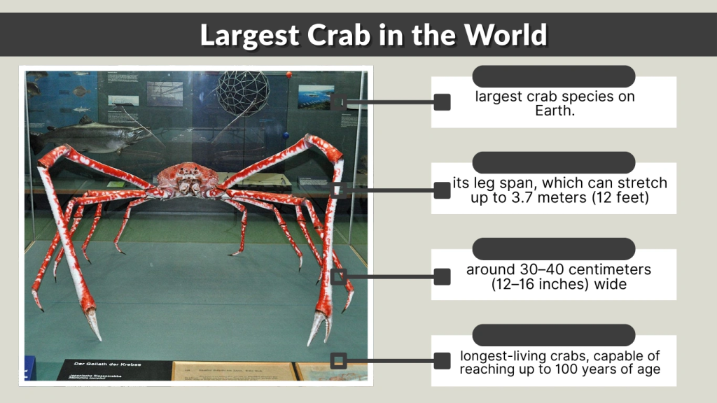 Largest Crab in the World