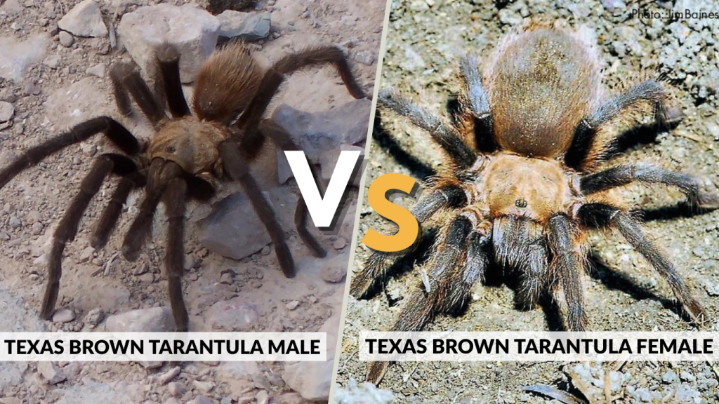 Male vs Female Differences