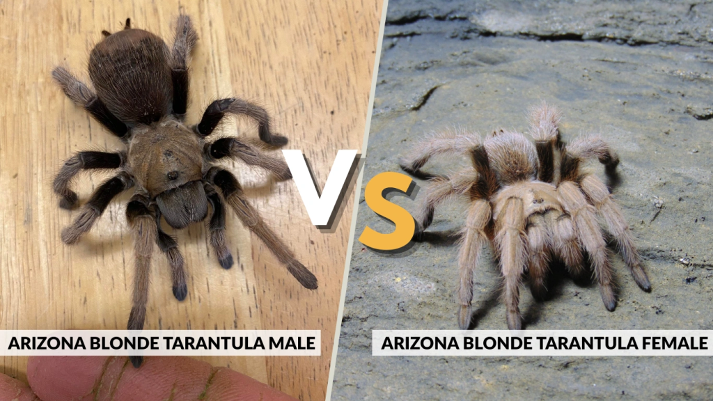 Male vs Female Differences