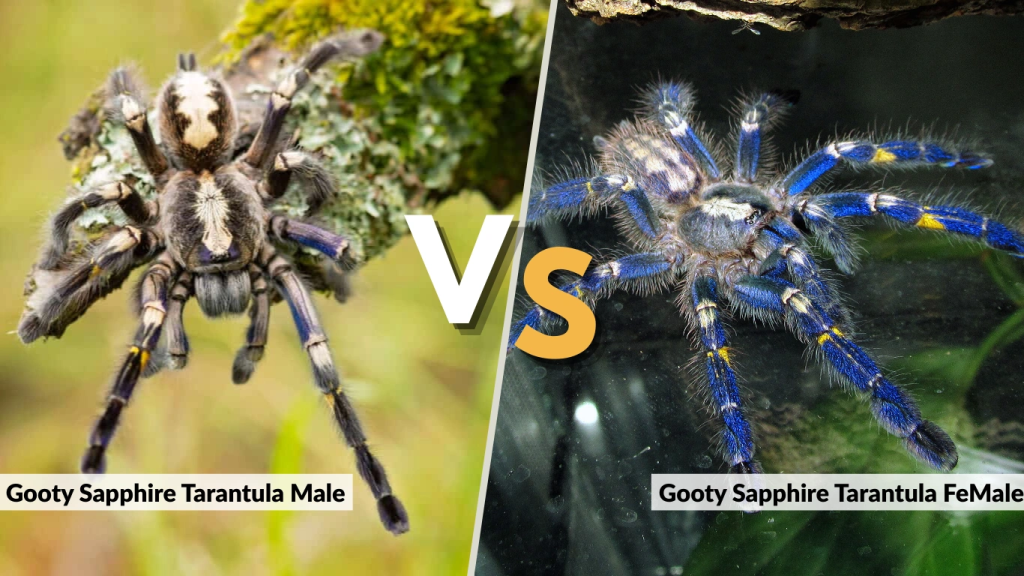 Gooty Sapphire Tarantula Male vs Female & Sexing