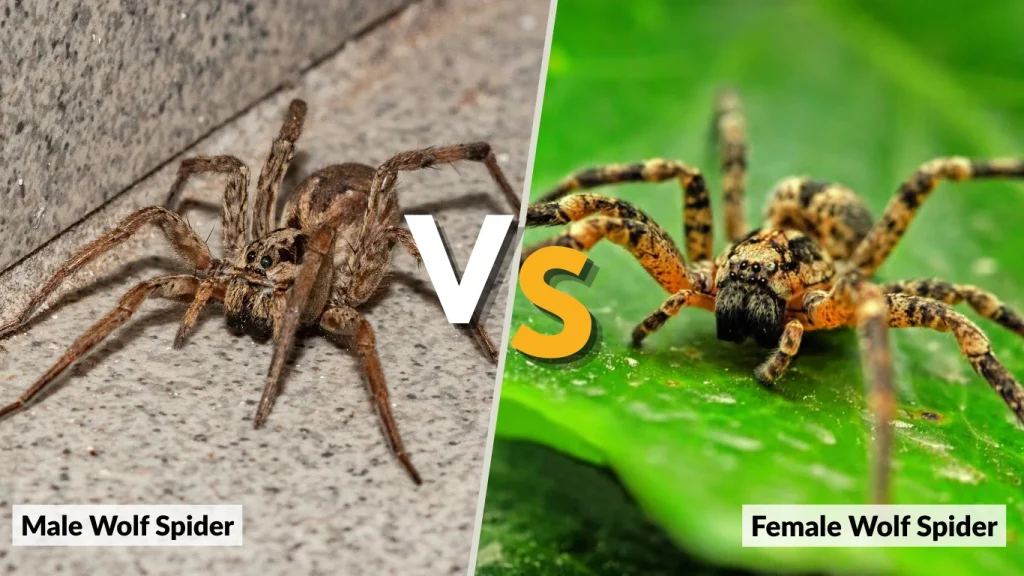 Male vs Female Wolf Spider – Key Differences