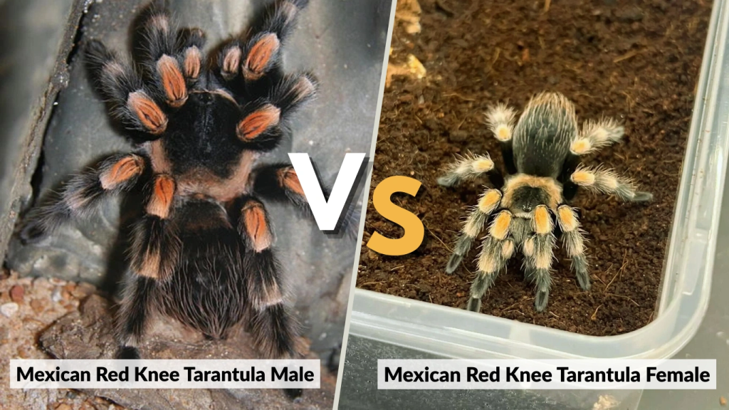 Male vs. Female Differences