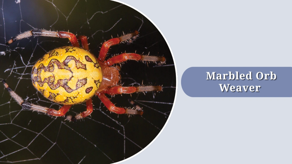  Marbled Orb Weaver