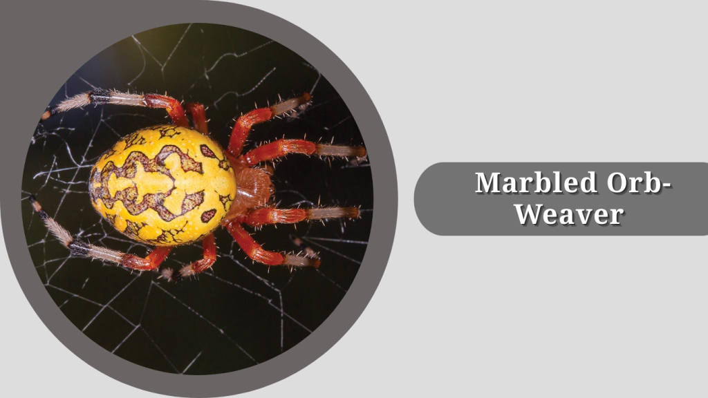 Marbled Orb-Weaver 