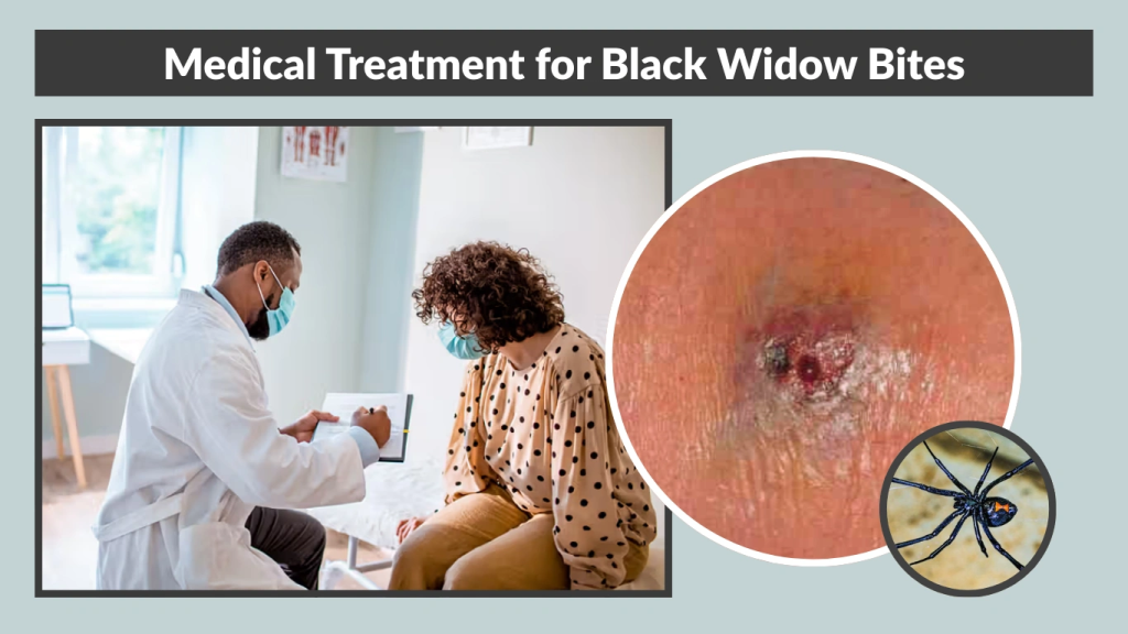 Medical Treatment for Black Widow Bites