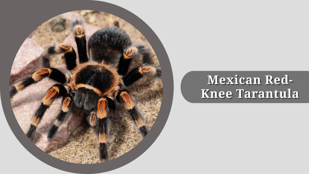 Mexican Red-Knee Tarantula