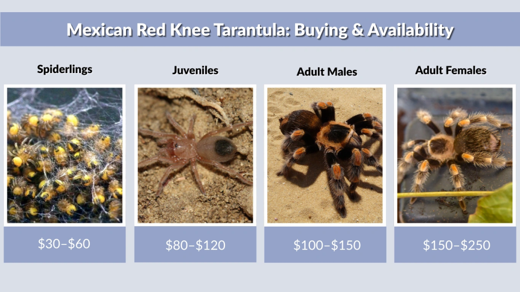 Mexican Red Knee Tarantula Buying & Availability