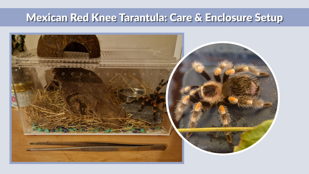 Mexican Red Knee Tarantula Care & Enclosure Setup