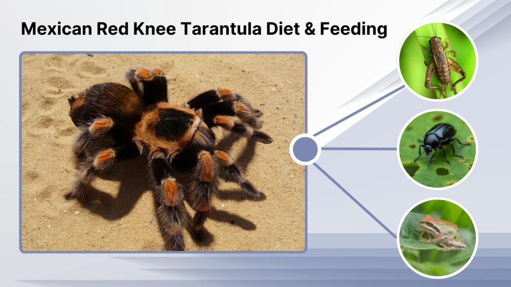 Mexican Red Knee Tarantula Diet & Feeding