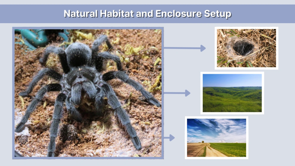 Natural Habitat and Enclosure Setup