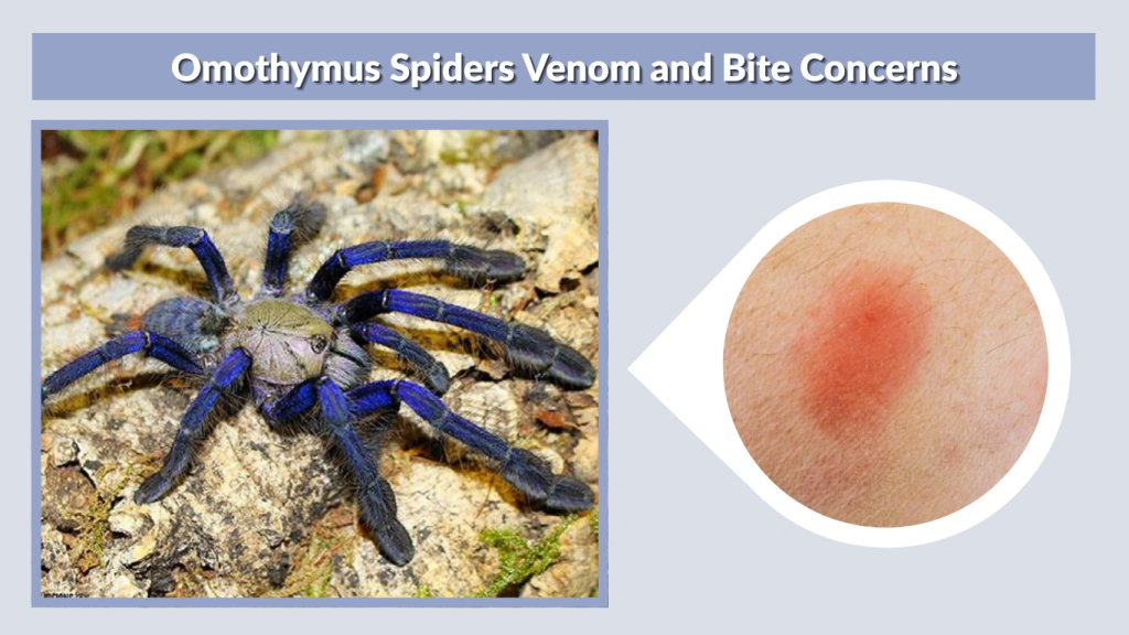 Omothymus Spiders Venom and Bite Concerns