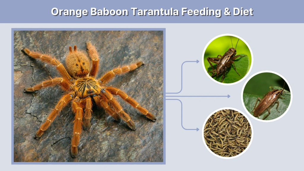 Orange Baboon Tarantula Feeding & Diet