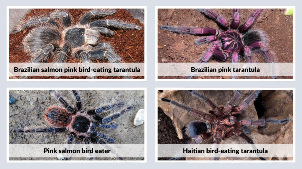 Other Variants & Regional Species