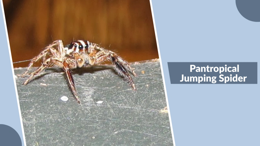 Pantropical Jumping Spider 