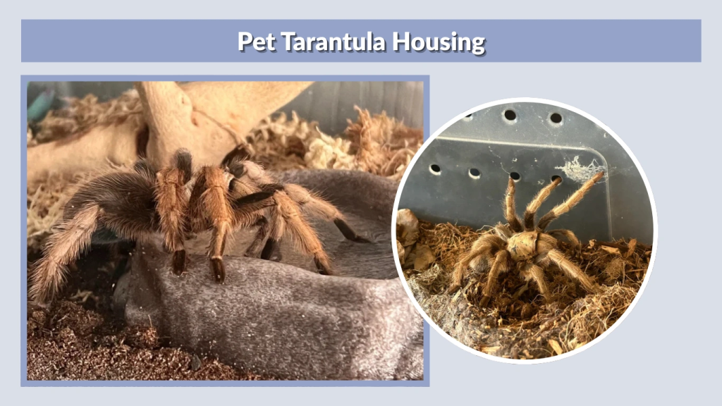 Pet Tarantula Housing