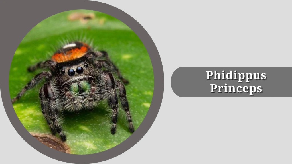 Phidippus princeps