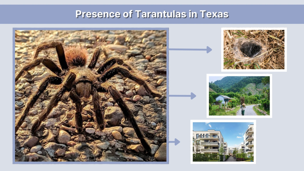 Presence of Tarantulas in Texas