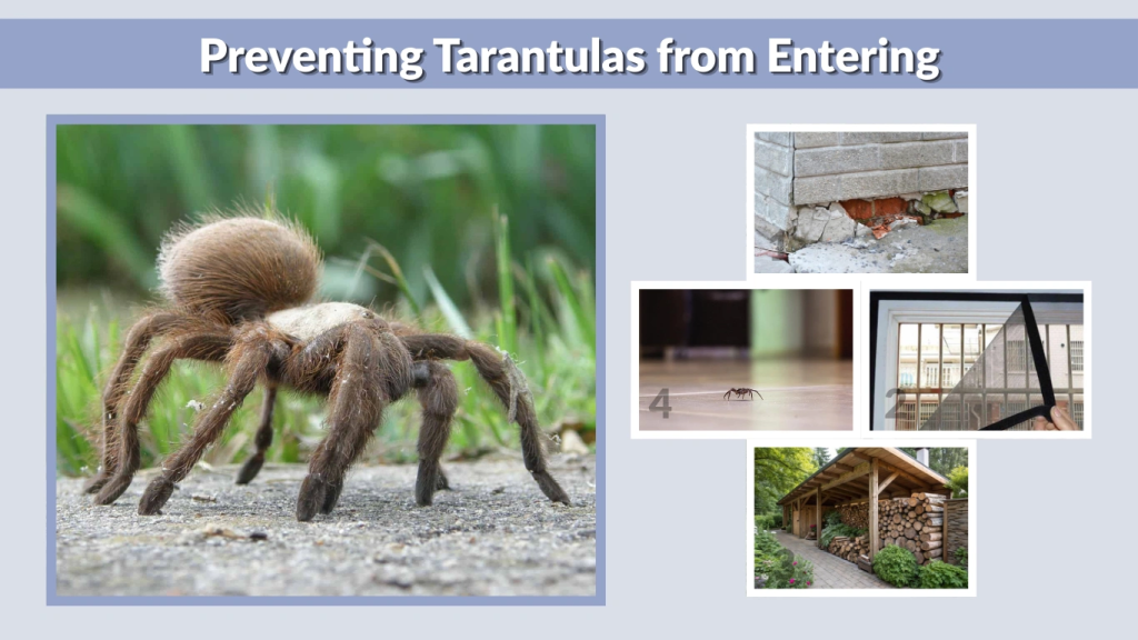 Preventing Tarantulas from Entering