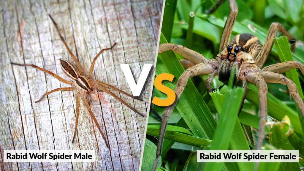 Rabid Wolf Spider Male vs Female