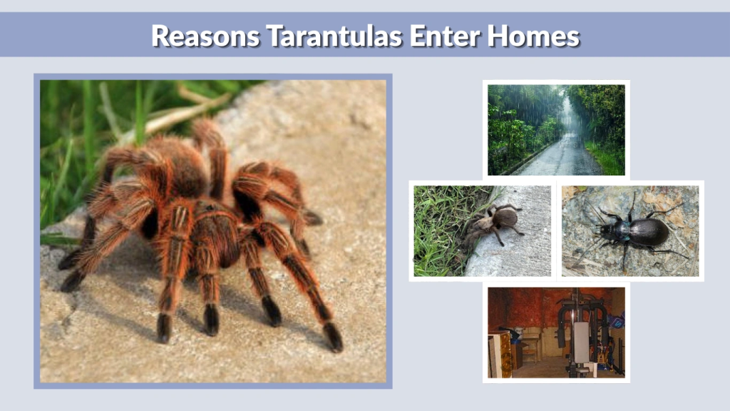 Reasons Tarantulas Enter Homes