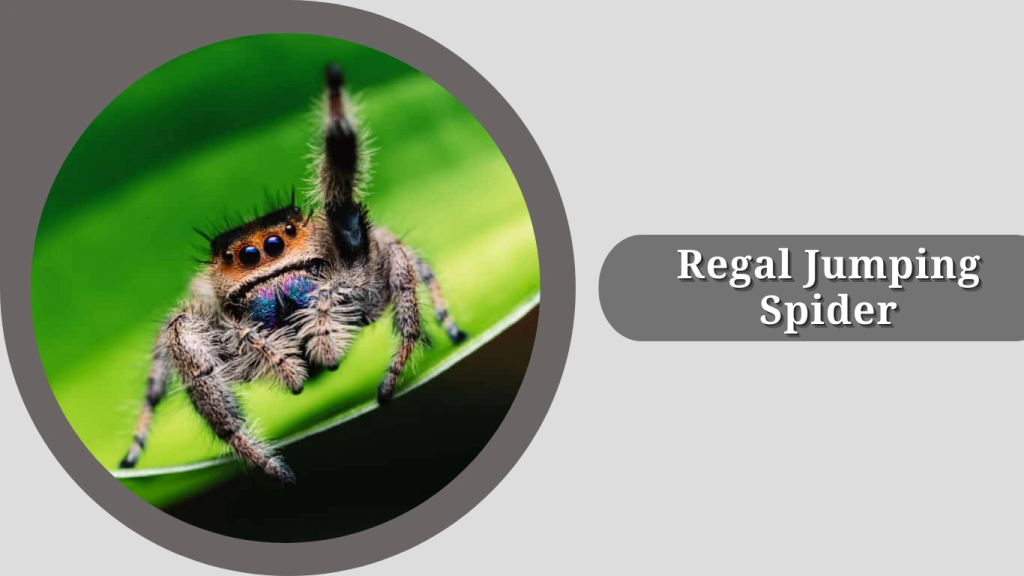 Regal Jumping Spider