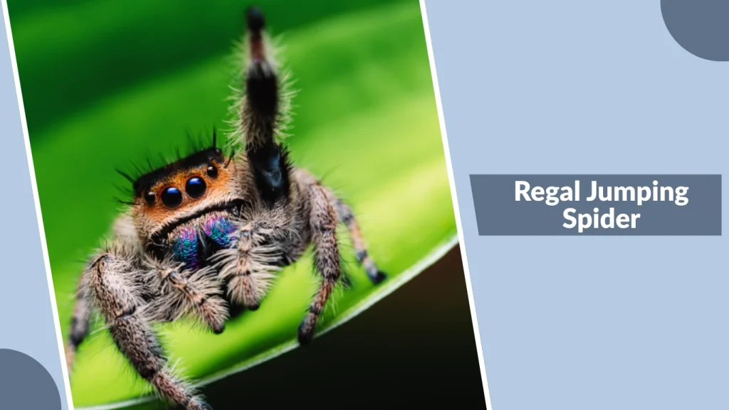 Regal Jumping Spider