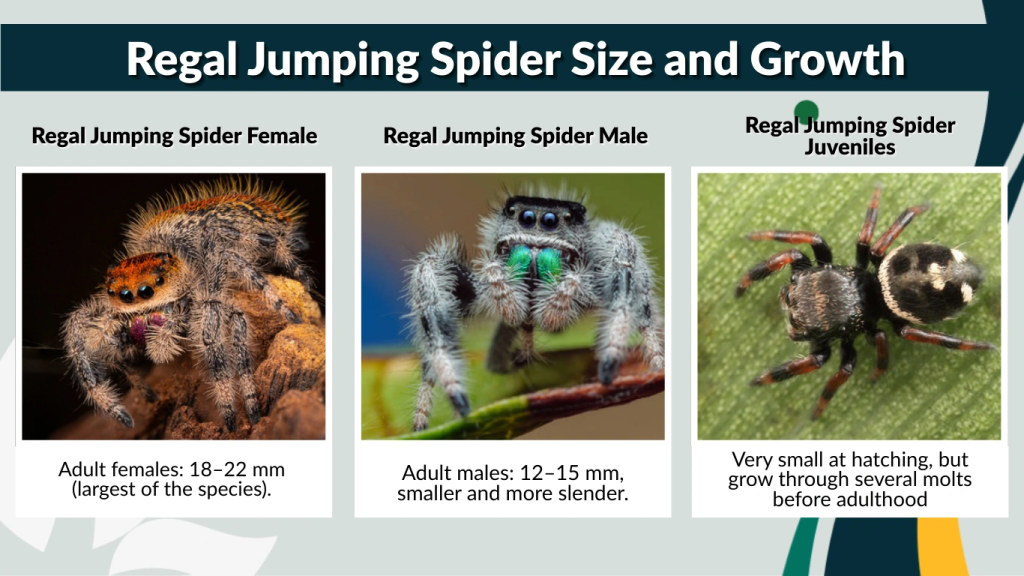 Regal Jumping Spider: Care Size Lifespan Identification Regal Jumping Spider: Care Size Lifespan Identification