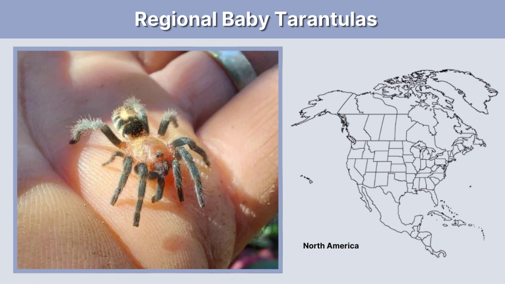 Regional Baby Tarantulas