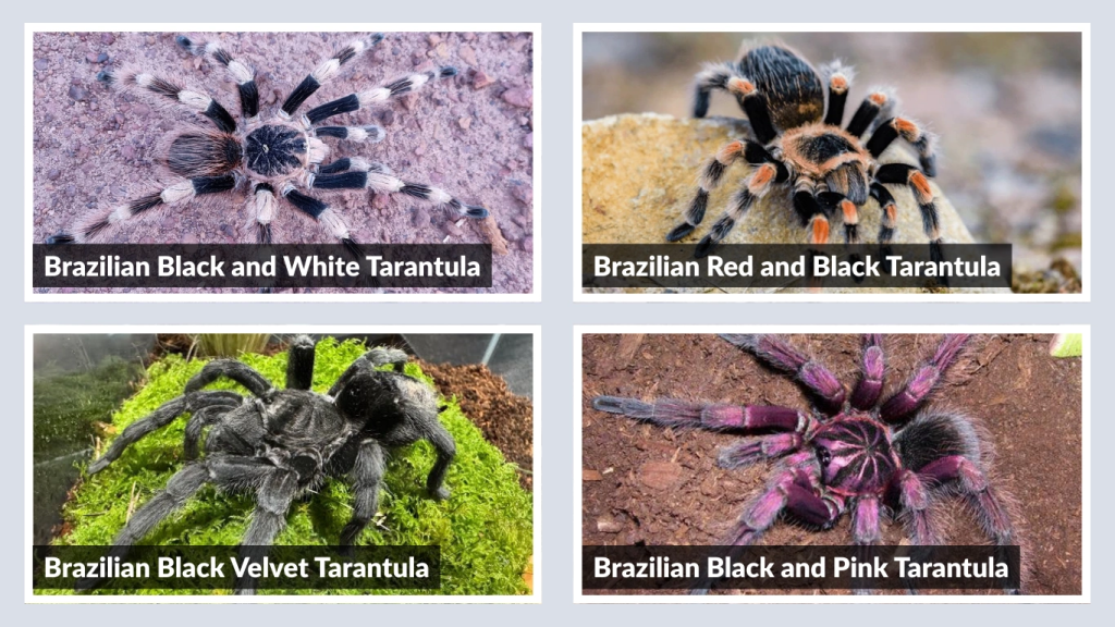 Related Species and Variations