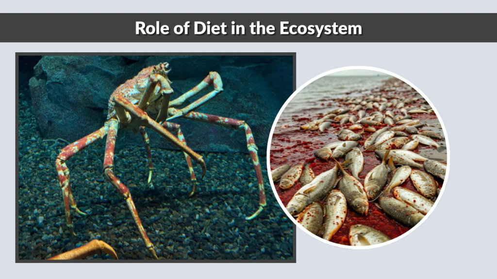 Role of Diet in the Ecosystem