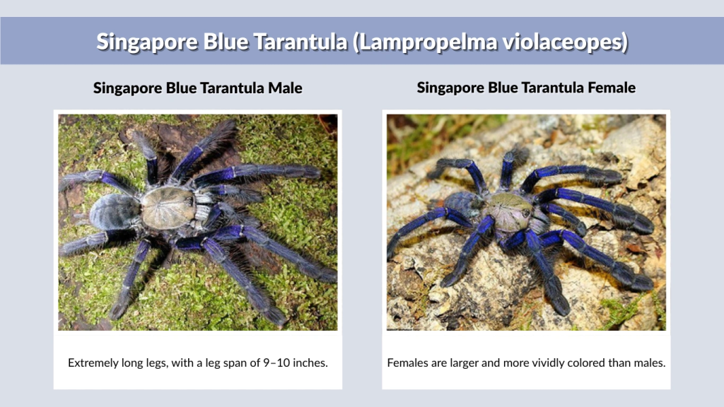 Singapore Blue Tarantula (Lampropelma violaceopes)