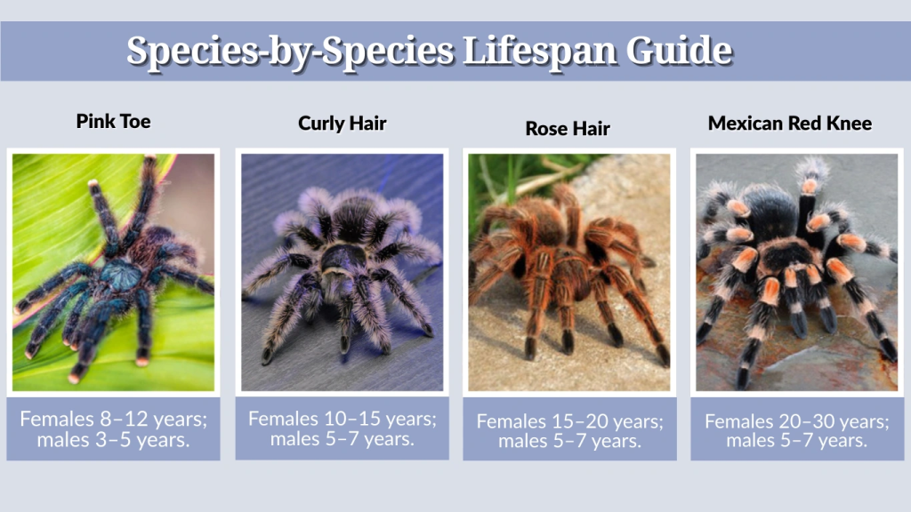 Species-by-Species Lifespan Guide