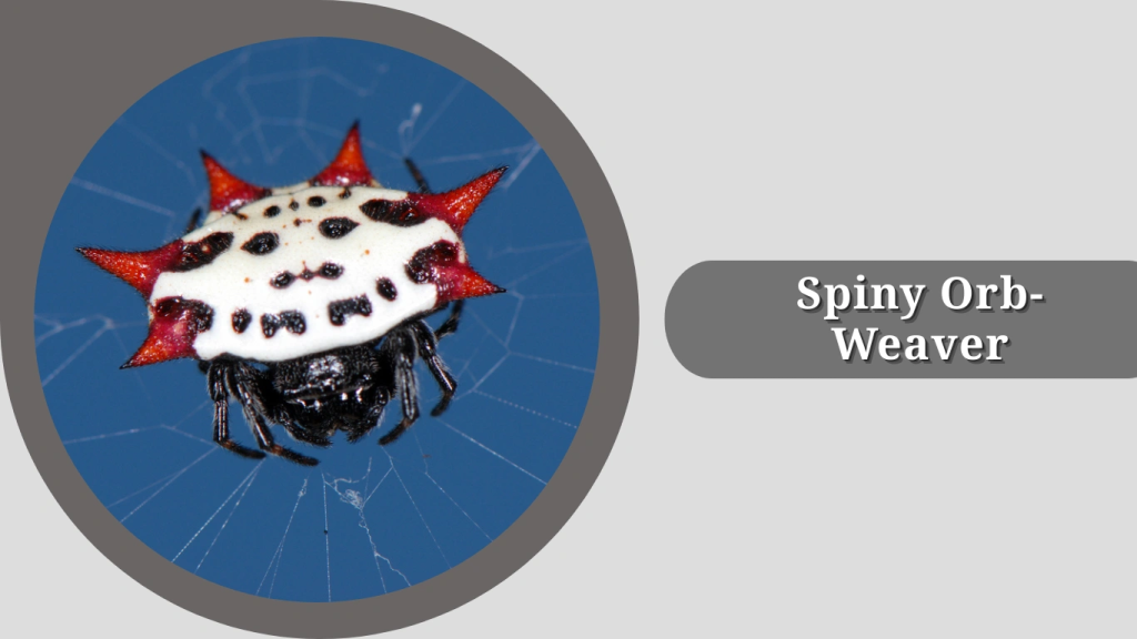 Spiny Orb-Weaver