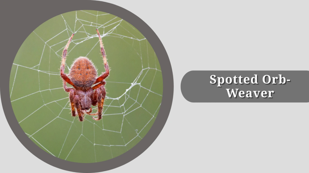 Spotted Orb-Weaver