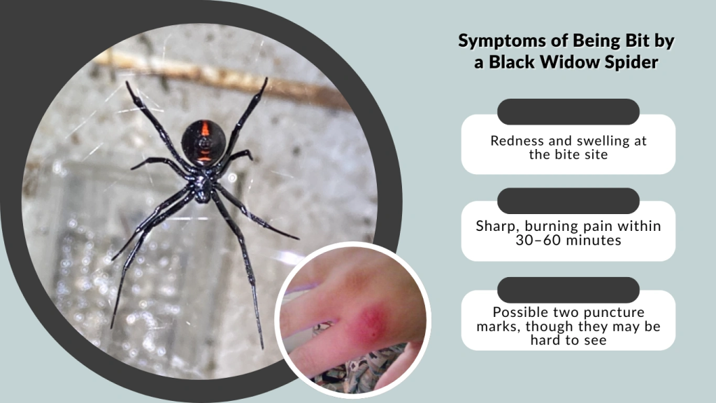 Symptoms of Being Bit by a Black Widow Spider