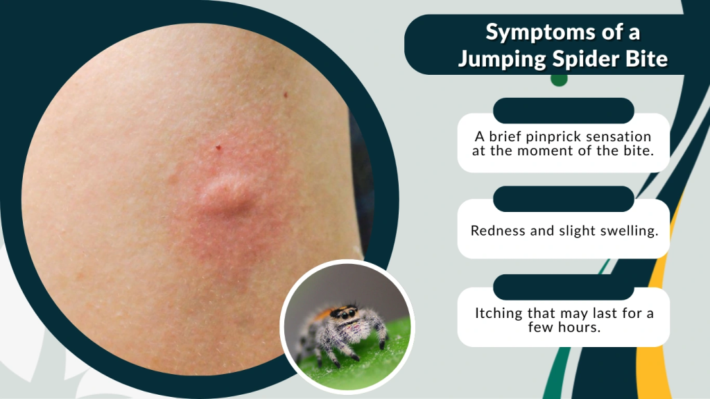 Symptoms of a Jumping Spider Bite
