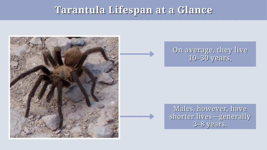 Tarantula Lifespan at a Glance
